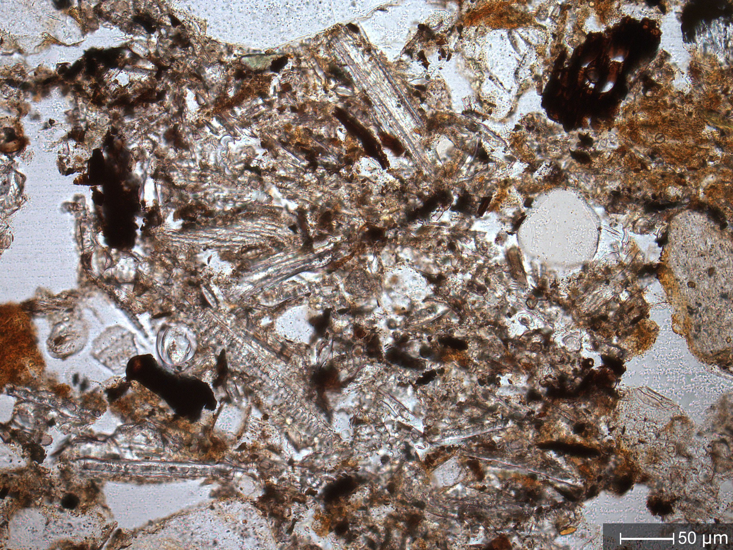 Cluster of burned phytoliths in an Urban Dark Earth from Cologne (Germany)